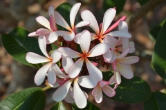 26326317102_9cfaccdfbb_z