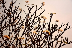 26353128201_3777dac574_z